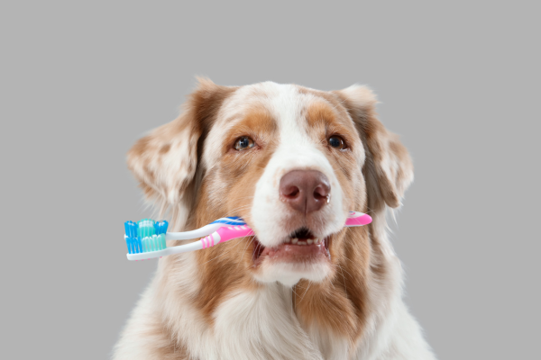 Cuide da saúde bucal do seu pet