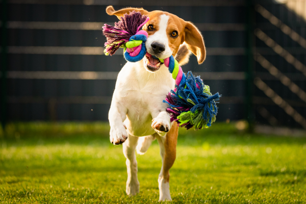 Brinquedos que seu pet vai amar